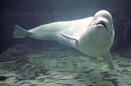 Beluga Whale Calf. Beluga whales are found in