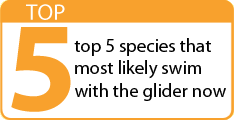 top 5 species