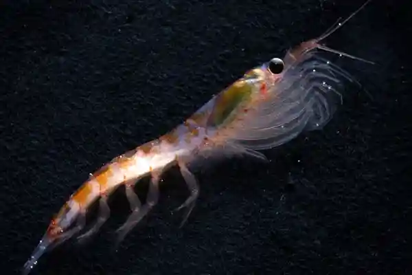 zooplankton
