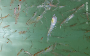 Read more about the article New Paper out on Antarctic Krill