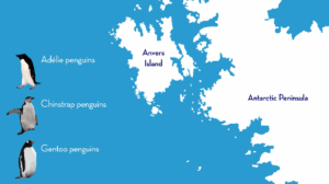 Read more about the article Antarctic Long-Term Ecological Research site turns 30