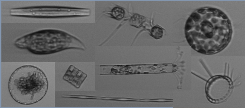 Developing a convolutional neural network to classify phytoplankton images collected with an Imaging FlowCytobot