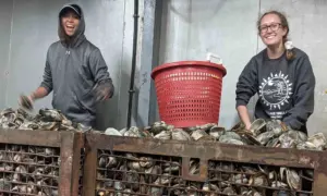 Read more about the article Surf Clams Off the Coast of Virginia Reappear – and Rebound