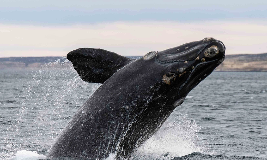 You are currently viewing Scientists Harness AI to Help Protect Whales, Advancing Ocean Conservation and Planning