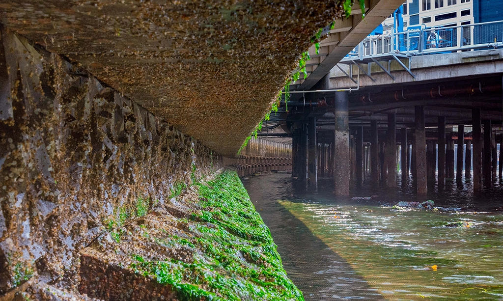 Adding Life to Hardened Urban Shorelines