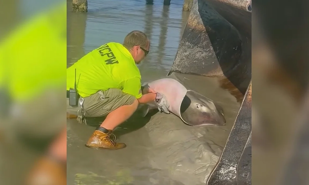 New Jersey workers rescue pregnant stingray in labor after washing up on shoreline