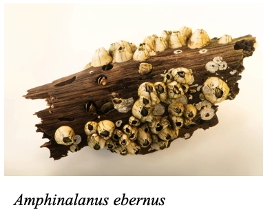 barnacles