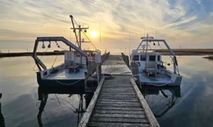 Read more about the article Cloned company: A Stockton seabird