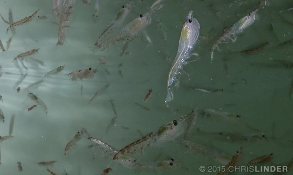 krill