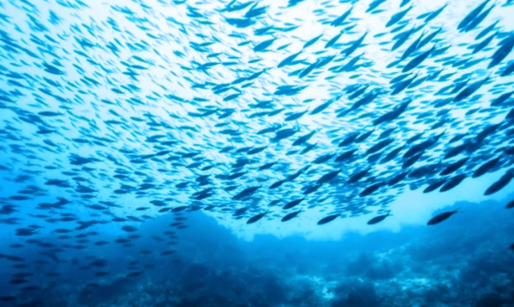 blue economy
