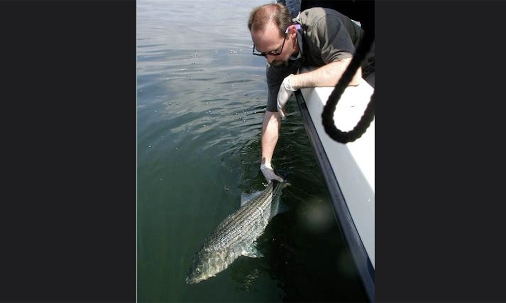 Motz striped bass