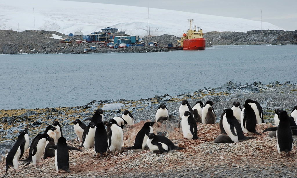 penguins