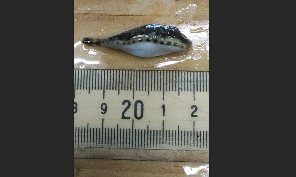 Read more about the article Rare Species